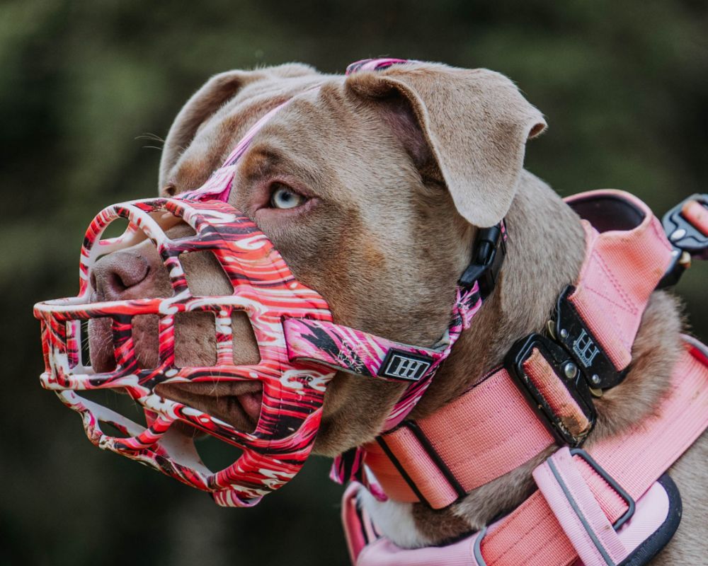 H Hounds Muzzle Pink1